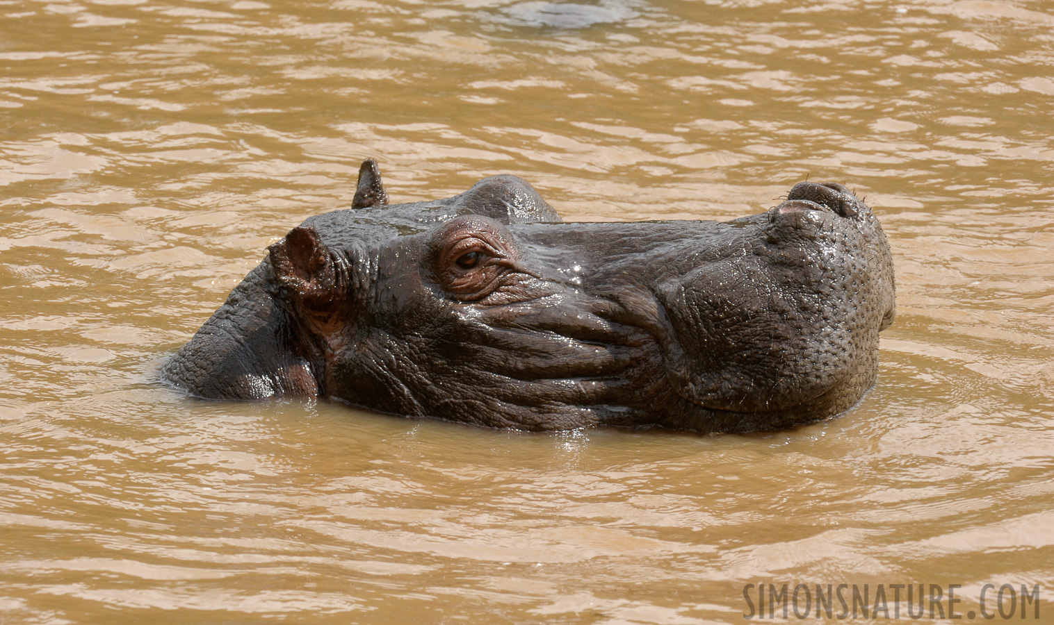 Hippopotamus amphibius amphibius [400 mm, 1/250 sec at f / 13, ISO 640]